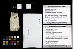 Foto (Objekt + Etiketten) von Cycloprosopon sp. 